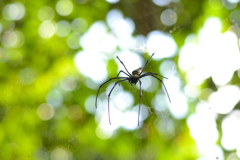 Spider Extermination Service in Fort Worth, TX