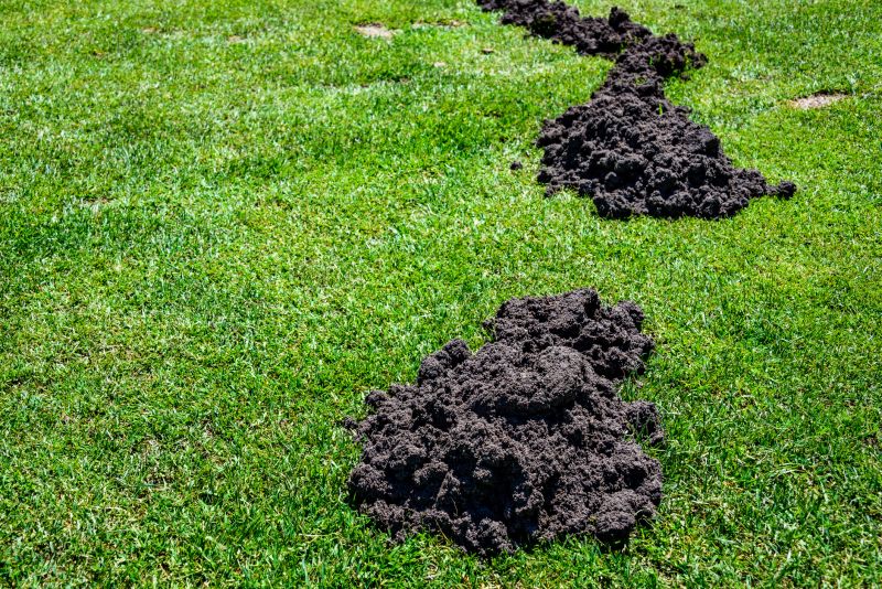 Soil and Lawn Restoration