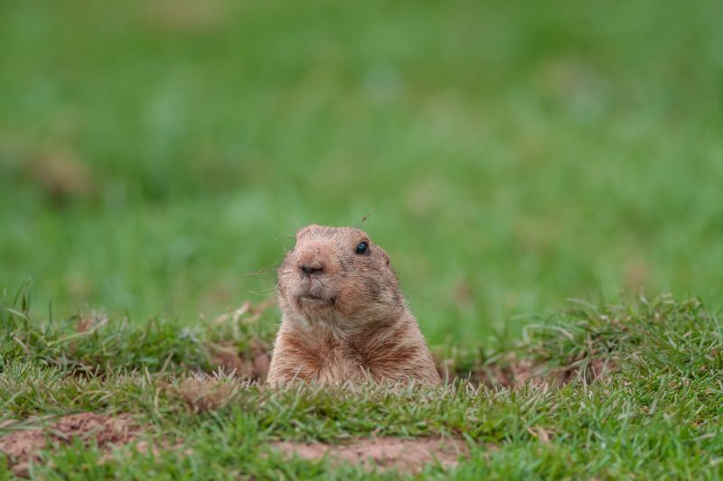 Effective Gopher Removal Solutions — Cost of Gopher Removal