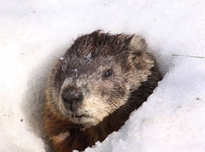 Effective Gopher Removal Solutions — Cost of Gopher Removal