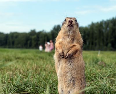 Effective Gopher Removal Solutions — Cost of Gopher Removal