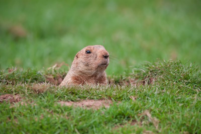 Effective Gopher Removal Solutions — Cost of Gopher Removal