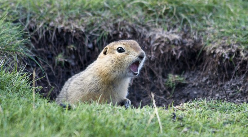 Effective Gopher Removal Solutions — Cost of Gopher Removal