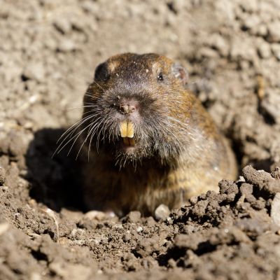 Gopher Removal