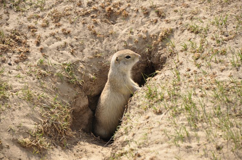 Gopher Tunnels