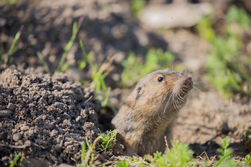 Commercial Gopher Removal Teams