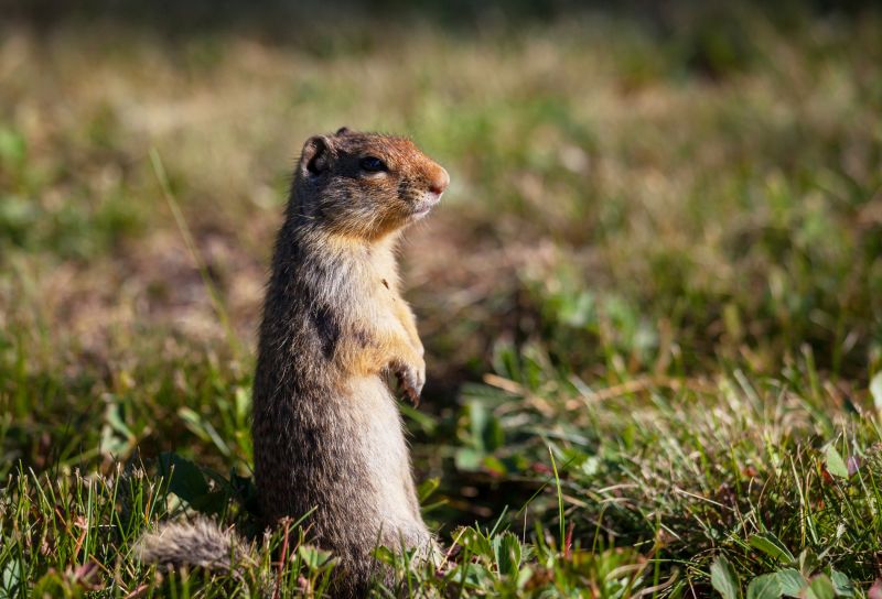 Why Professional Gopher Removal Is More Effective Than Diy Methods
