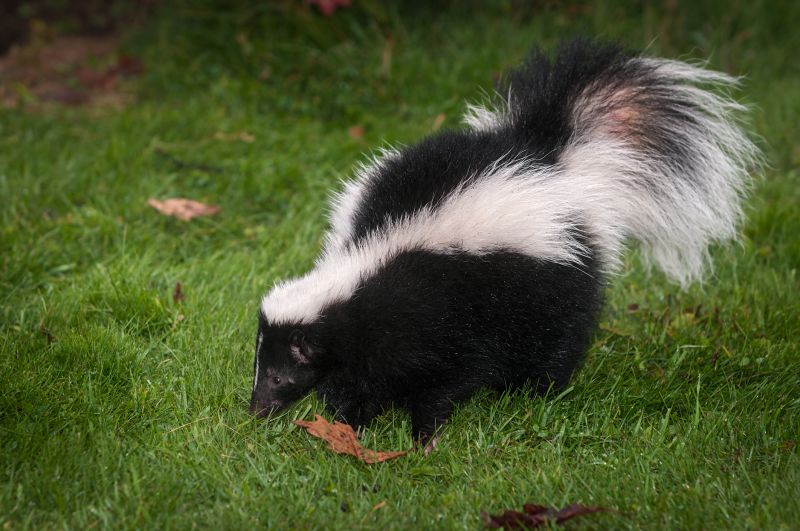 Skunk Burying Sites