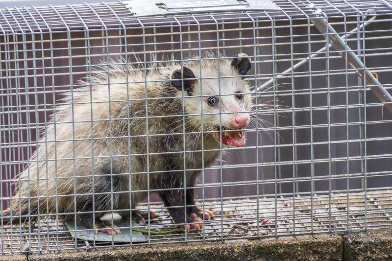 Opossum Encounters