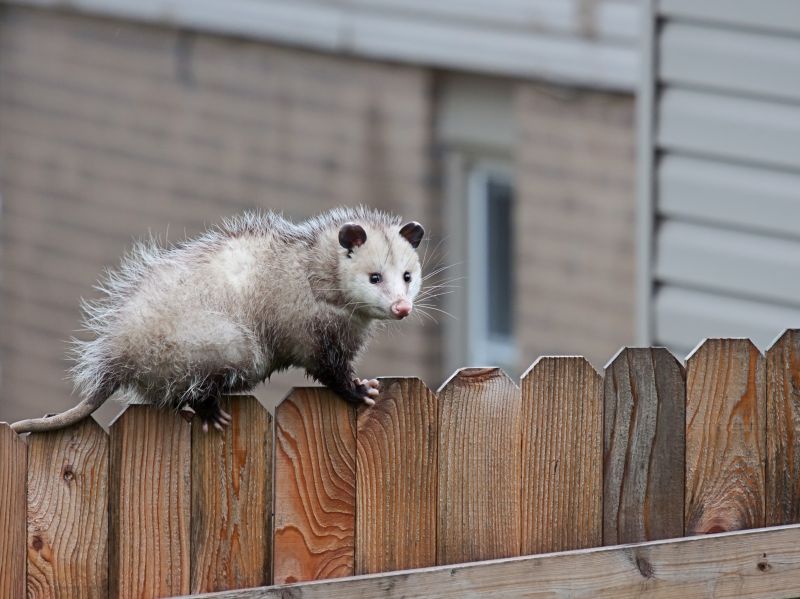Opossum Sightings