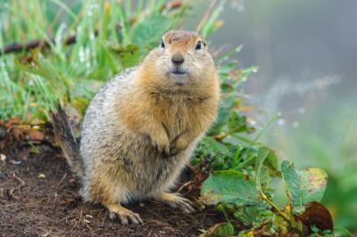 Get Professional Gopher Removal Services!