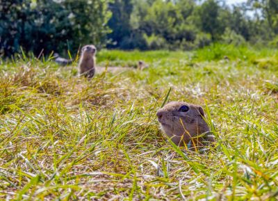 Gophers Can Destroy Your Landscaping!